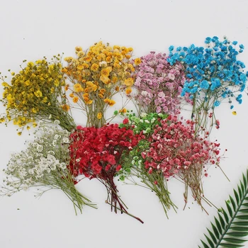60 Db Természetes Gypsophila Szárított Virág, Kis Virág Csokor Száraz Virágok Nyomja Meg A Mini Dekoratív Fotózás Háttér Dekoráció