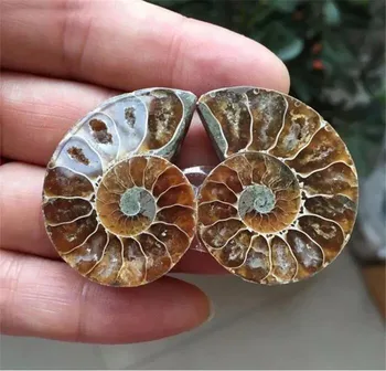 1Pair Paleontológiai Ammonite Fosszilis Példány Shell Gyógyító Madagaszkár Természetes Dekorációs Kövek Haza Ásványok Dekoráció