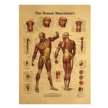 Az Emberi Test Illusztráció-Agy Nátronpapír Vintage Poszter Osztályteremben Múzeum Szoba Dekoráció Festés Otthoni Ellátás