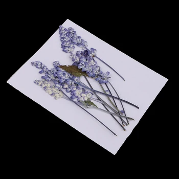 10db Természetes Szárított Virágok Zsálya Virágot Kézzel készített Art Kézműves DIY Esküvői Kártyák Telefon Esetében Haza Dekorok Lila
